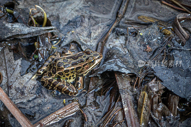 Grenouille léopard， (Lithobates pipiens)，北方豹蛙。